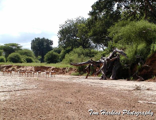 Herd of gazelles in dried river bed.jpg